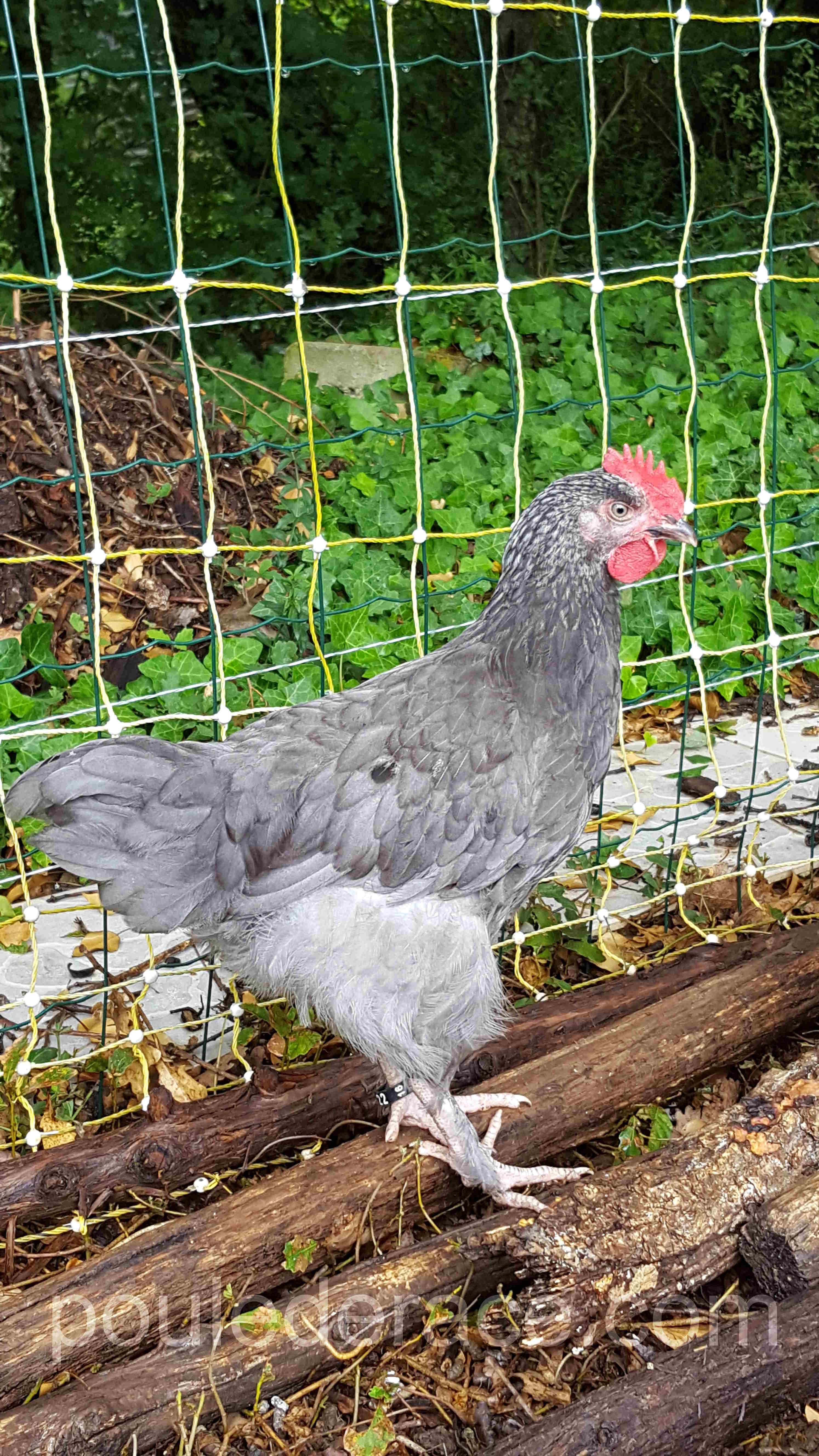 Coq Marans "bleu à camail argenté"