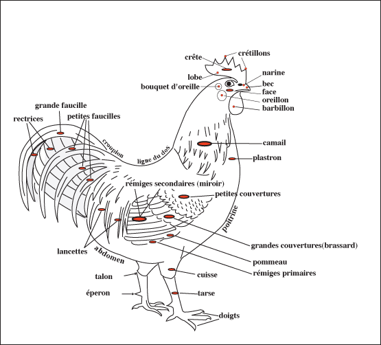 La Vraie Poule De Marans