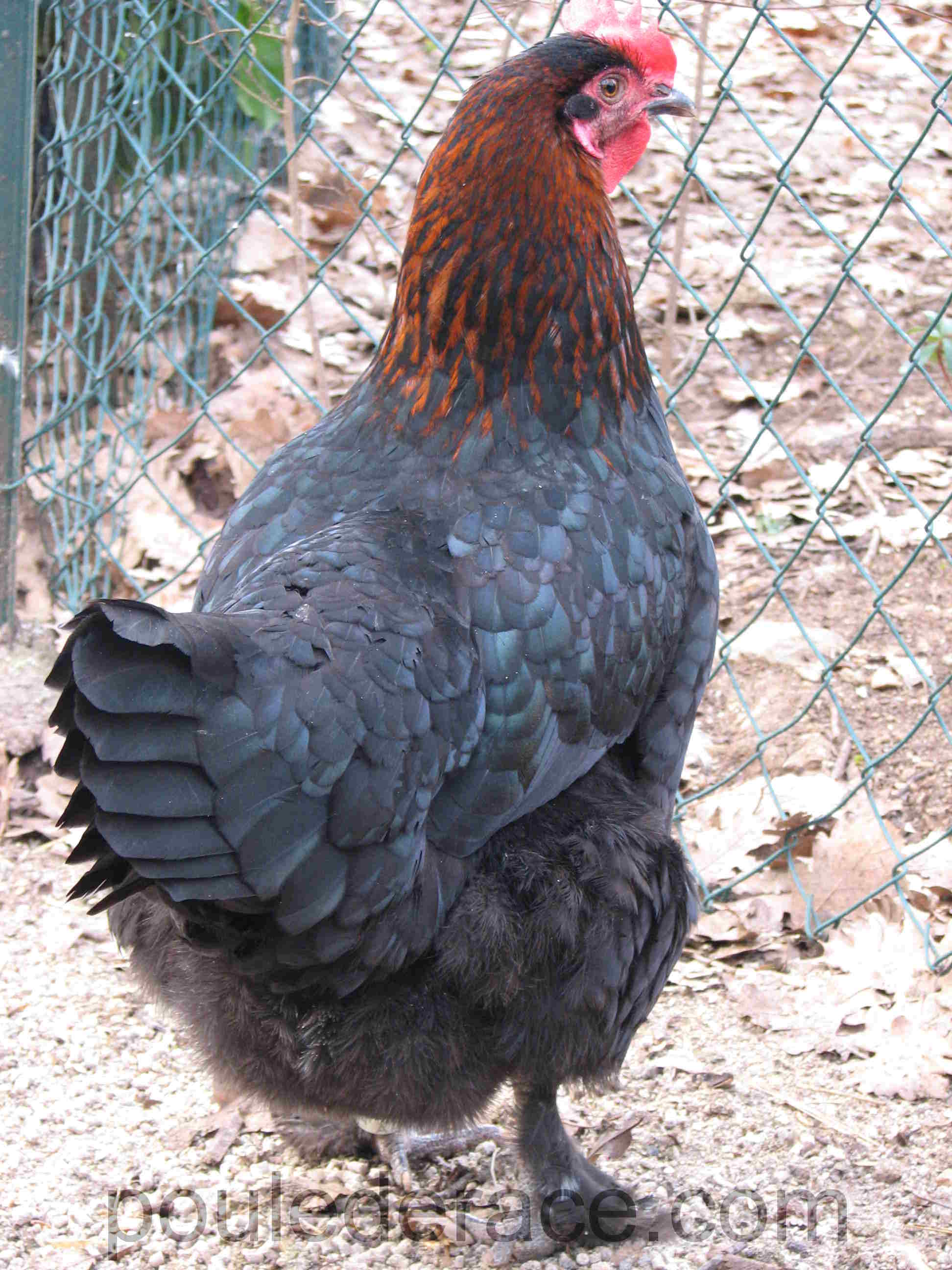 poule Marans "noir à camail cuivré"
