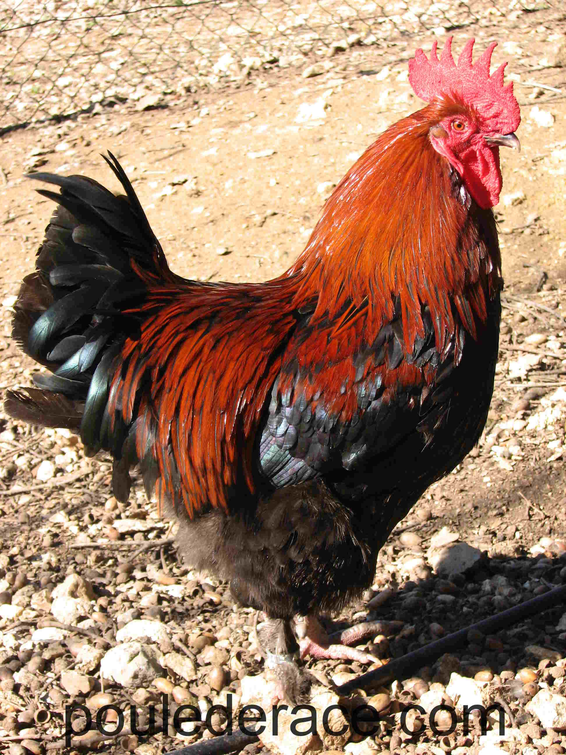 Coq Marans " noir à camail cuivré"