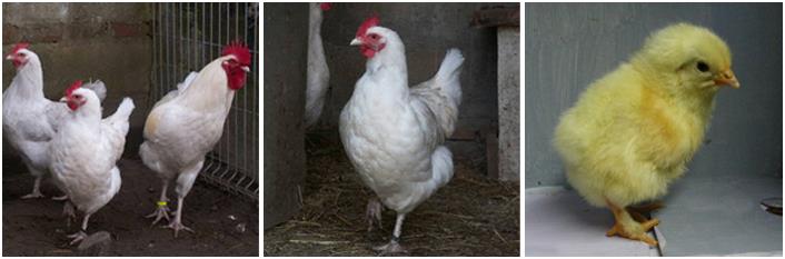 Famille Marans "blanche"