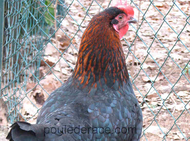 le camail doit etre correctement cuivré pour une poule Marans "noir à camail cuivré"