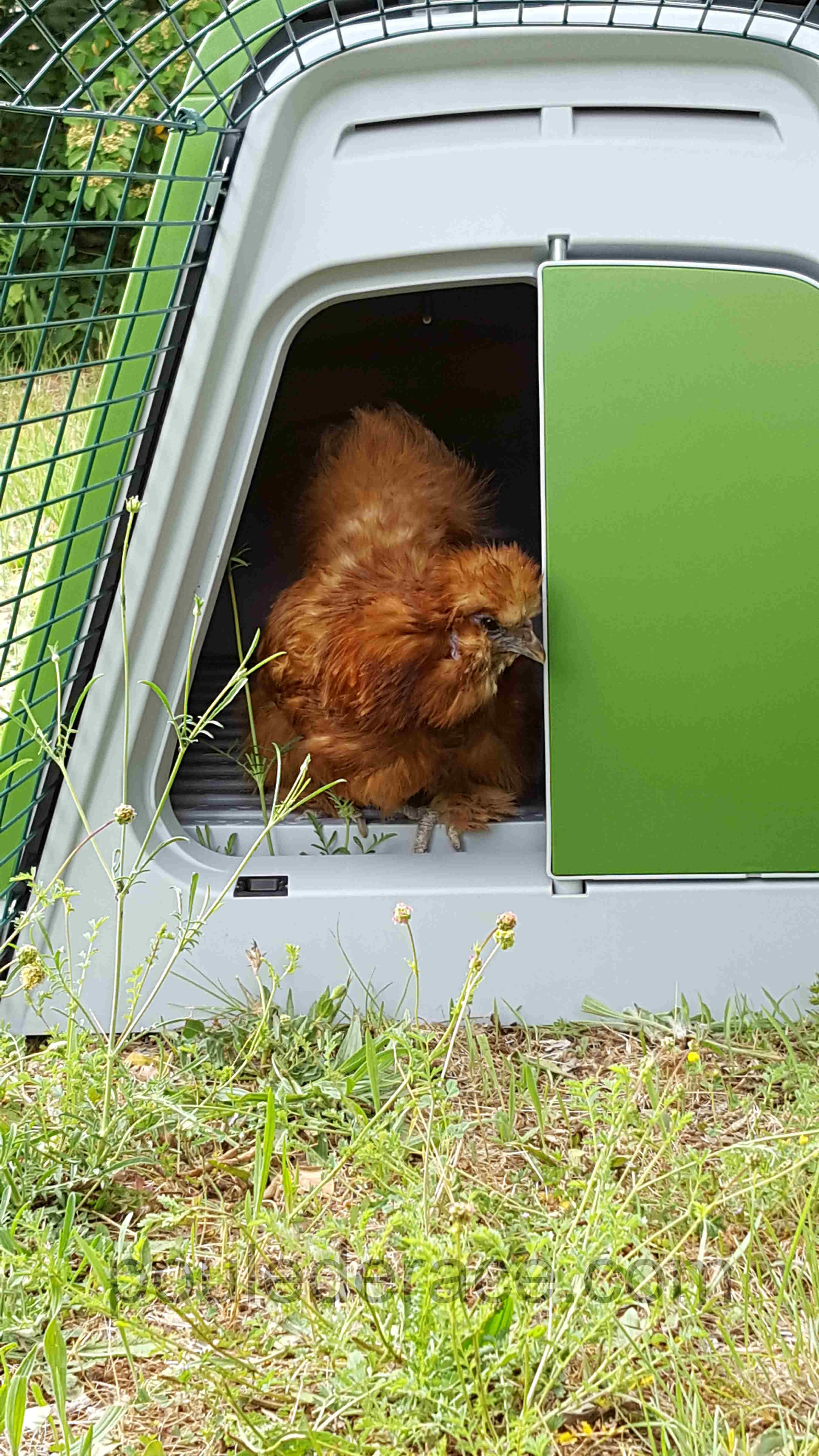 ma poule soie découvre l'Eglu Go ma poule soie découvre l'Eglu Go