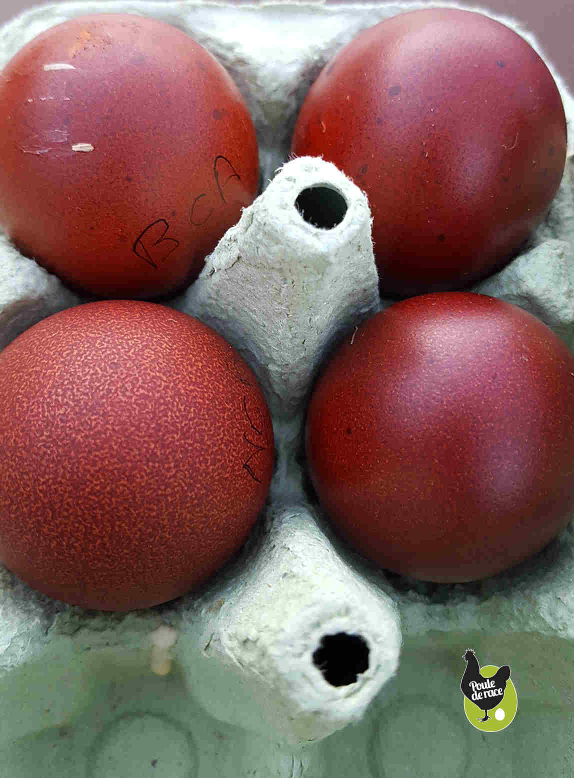 journal des Marans "bleu à camail argenté" et "noir à camail argenté"