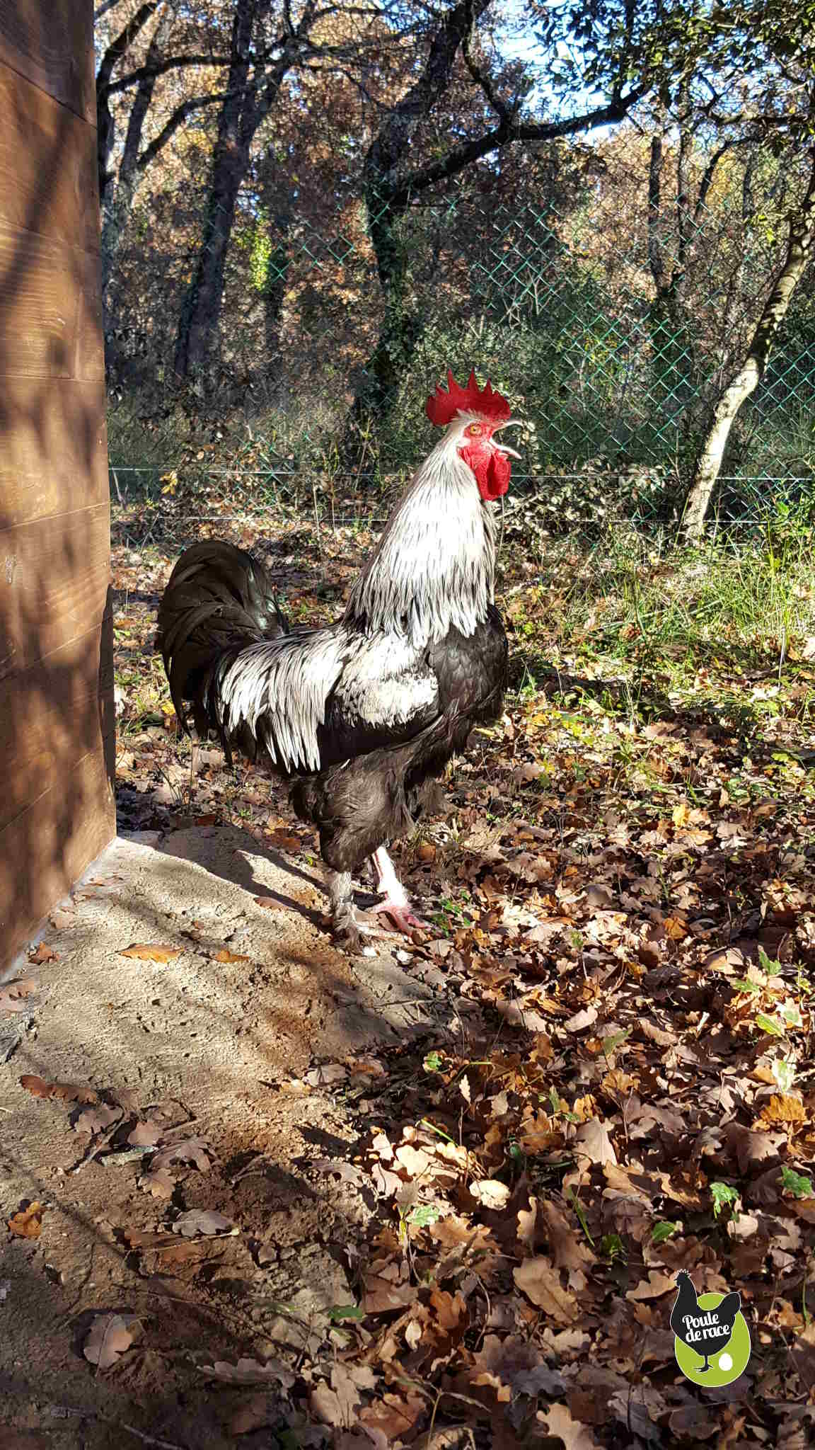 journal des Marans "bleu à camail argenté" et "noir à camail argenté"