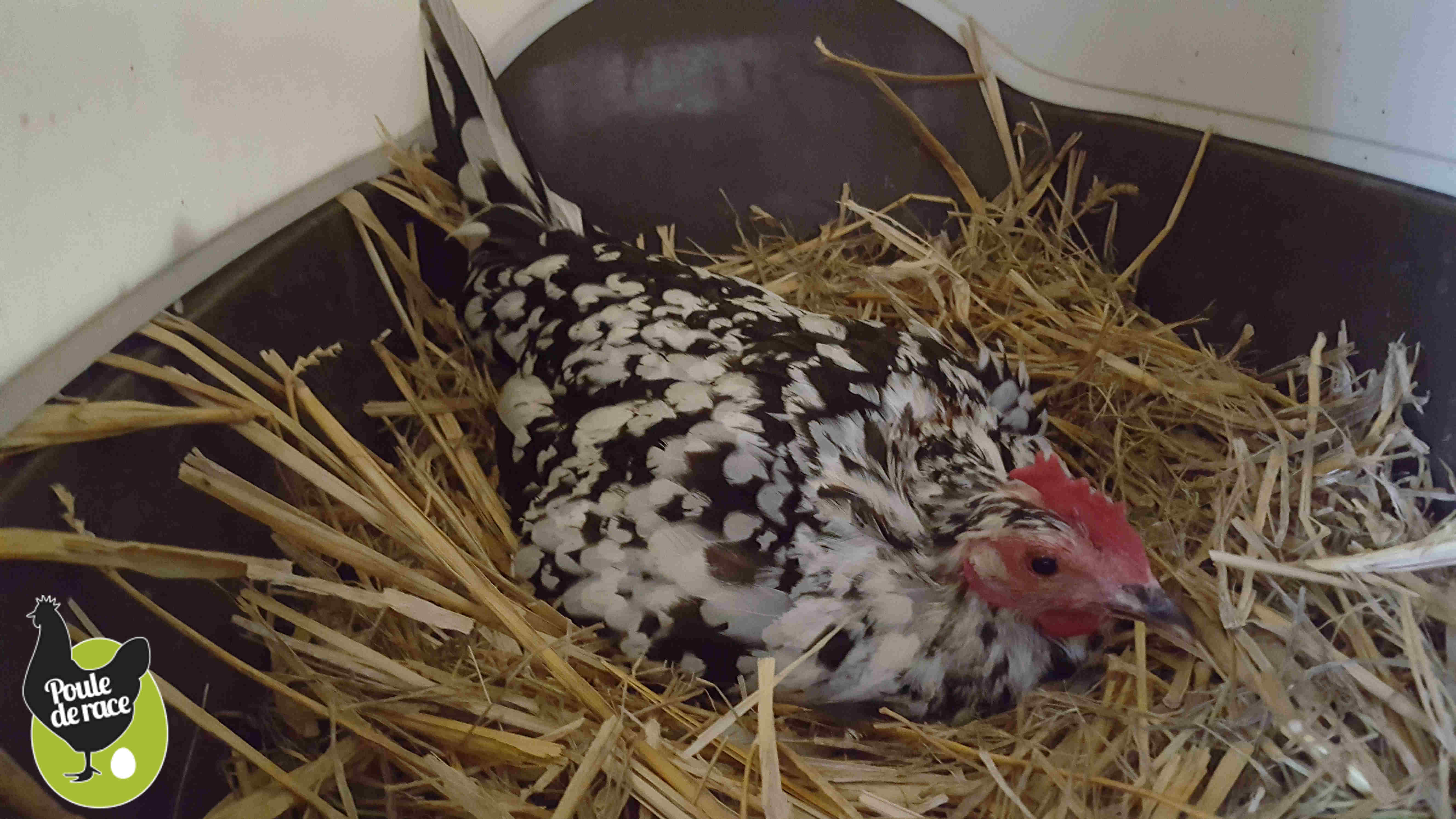 Que Faire Quand Une Poule Couve Que Faire Quand Une Poule Couve