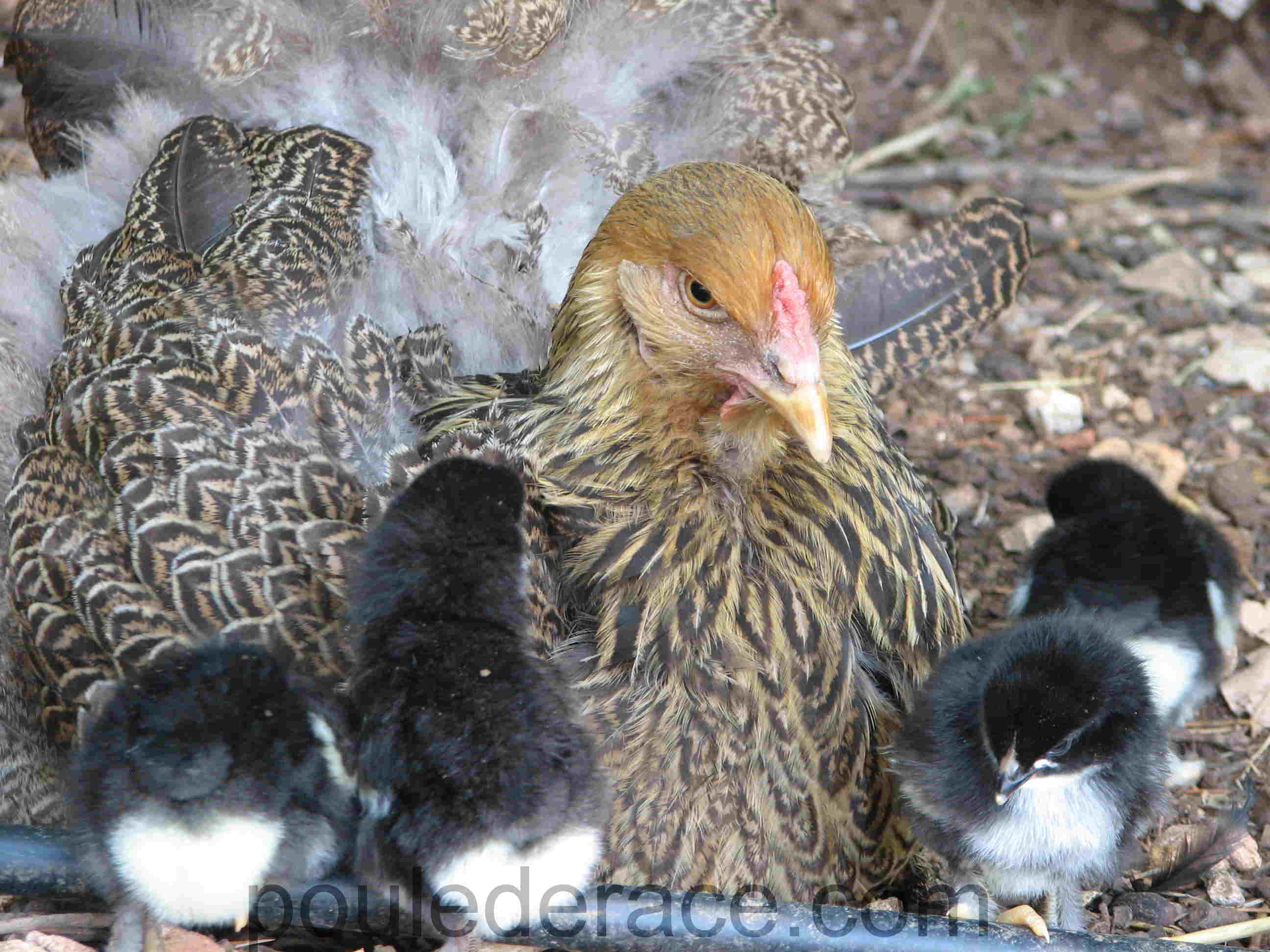 poule brahma