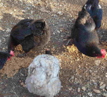 une pâtée pour poules