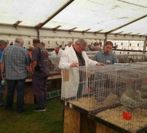 Journée de la poule de Marans en Belgique