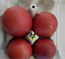 oeufs fécondés de poules de marans "noir à camail argenté"