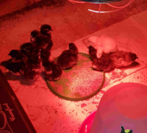 Poussins de Marans