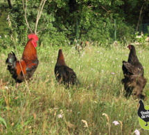 quelques conseils avant d'adopter des poules