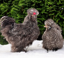 préparer ses poules pour l'hiver