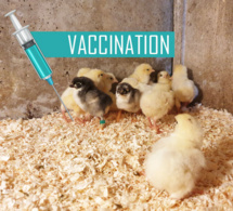 vaccination des poussins