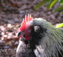 la poule Faverolles