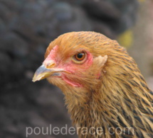 Portraits de poules