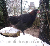 La neige VS poules