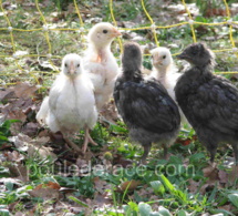 Les meilleurs poules couveuses