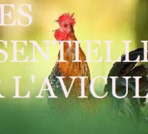 Des huiles essentielles pour nos poules