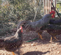 Pourquoi adopter des poules de race pure: un choix responsable et passionné