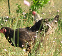 Avantages et inconvénients d’avoir des poules : ce qu’il faut vraiment savoir avant de se lancer