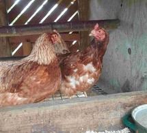 Adopter des poules de réforme : un geste utile… mais qui ne doit pas faire oublier les poules de race