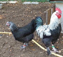 journal des Marans "bleu à camail argenté" et "noir à camail argenté"