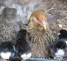 mes poules couveuses