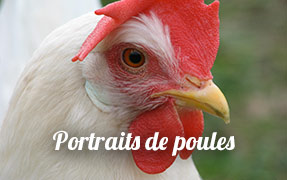 Portraits-de-poules_a44.html